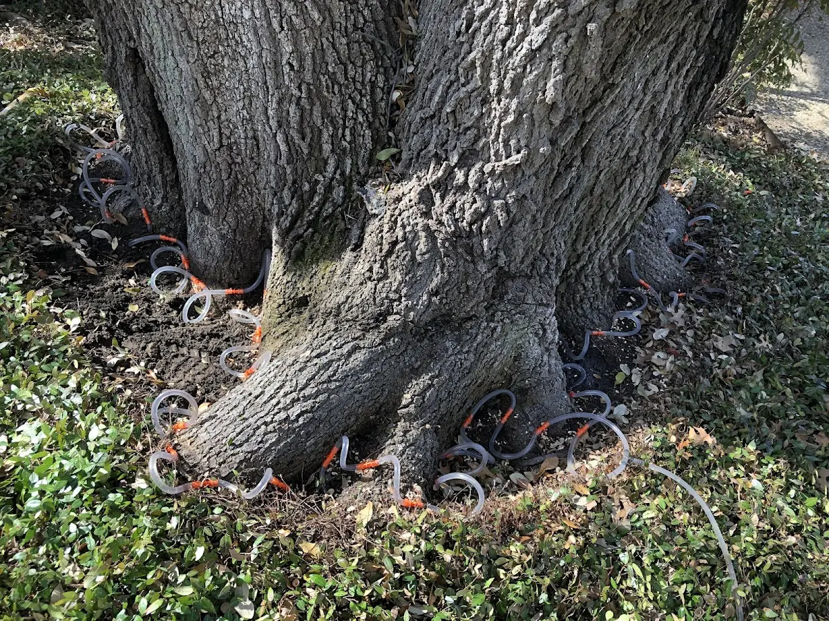Detailed Tree Cabling and Bracing job site in Wrightstown