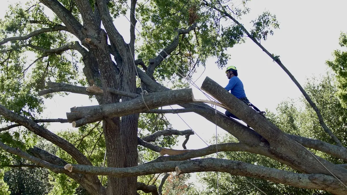 Professional Crown Thinning performed by certified arborists in Wrightstown