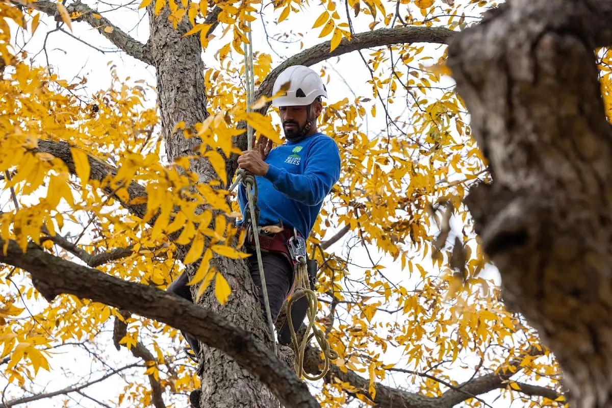 Skilled Tree Transplanting crew working in Wrightstown