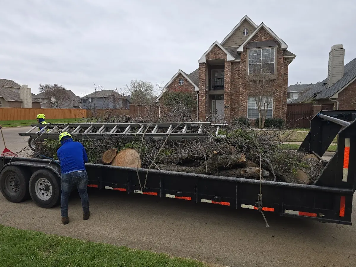 Expert Deadwooding with proper safety equipment in Wrightstown
